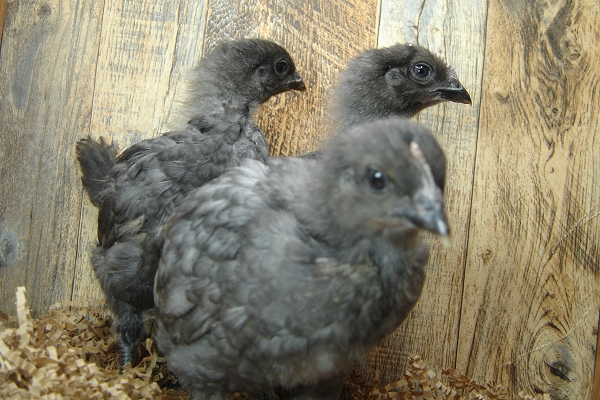 3 Pullet Chicks Week 3 - Steel Blues